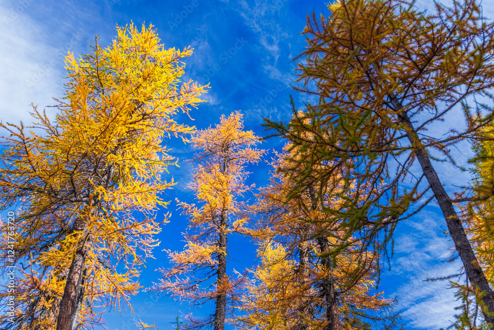 Fototapeta premium autumnal mountain landscape inside the Alpe Devero, Val D'Ossola, Verbania, Italia