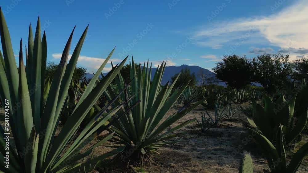 campo de agave en una casa mezcalera de Oaxaca, mezcal artesanal de santiago matatlán 