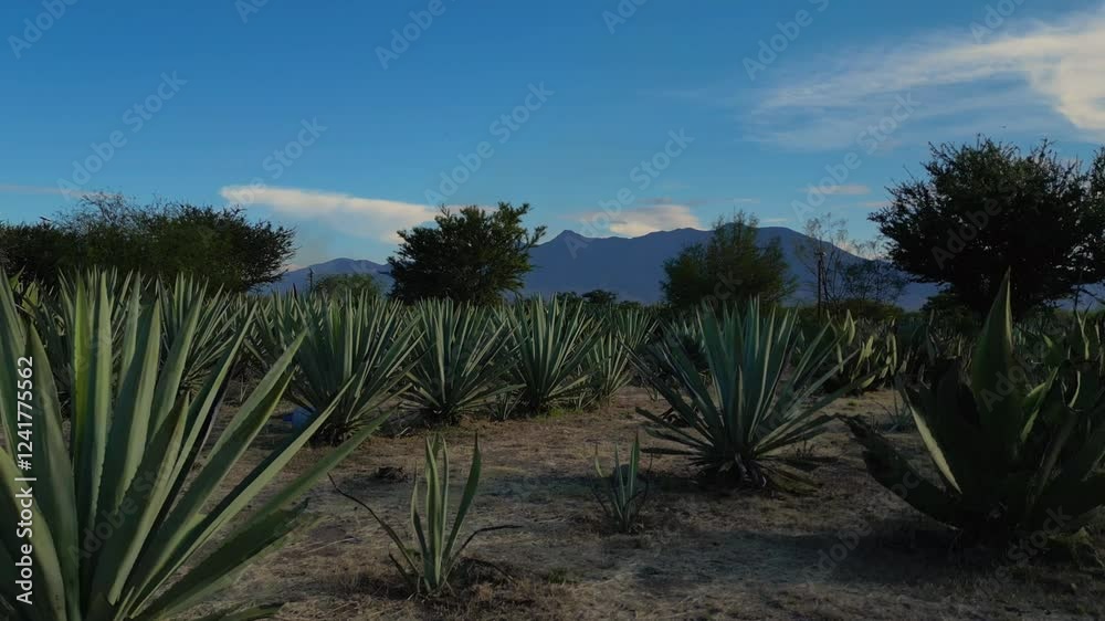 campo de agave en una casa mezcalera de Oaxaca, mezcal artesanal de santiago matatlán 