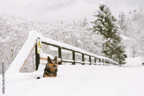 Fluffy snow blankets the ground at Plaiul Foii, where a playful dog explores the tranquil surroundings, creating joyful tracks in the fresh snowfall and a picturesque winter scene photo