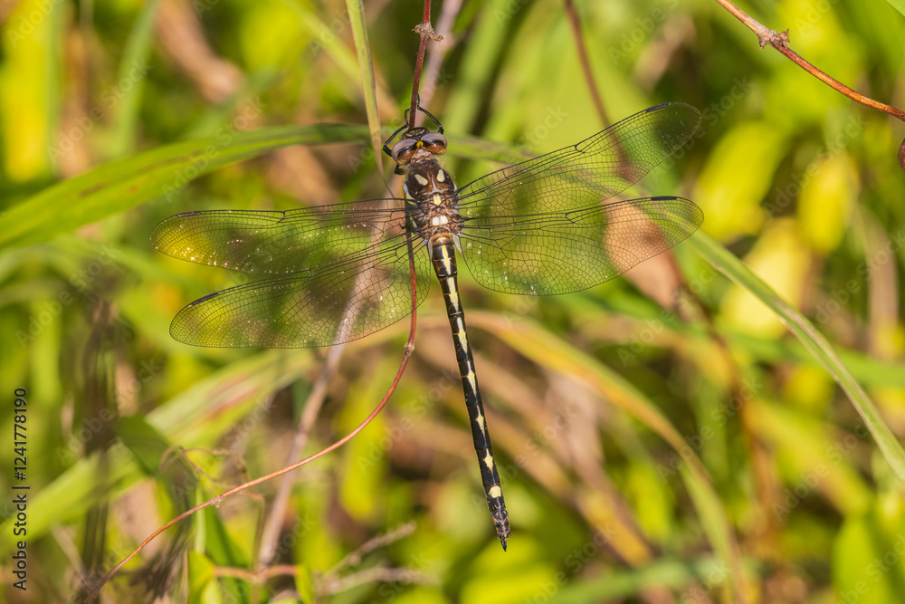 Arrowhead Spiketail female, Marion County, Illinois. Arrowhead Spiketail female, Marion County, Illinois.