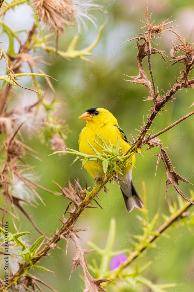 American Goldfinch male on bull thistle, Marion County, Illinois. American Goldfinch male on bull thistle, Marion County, Illinois.