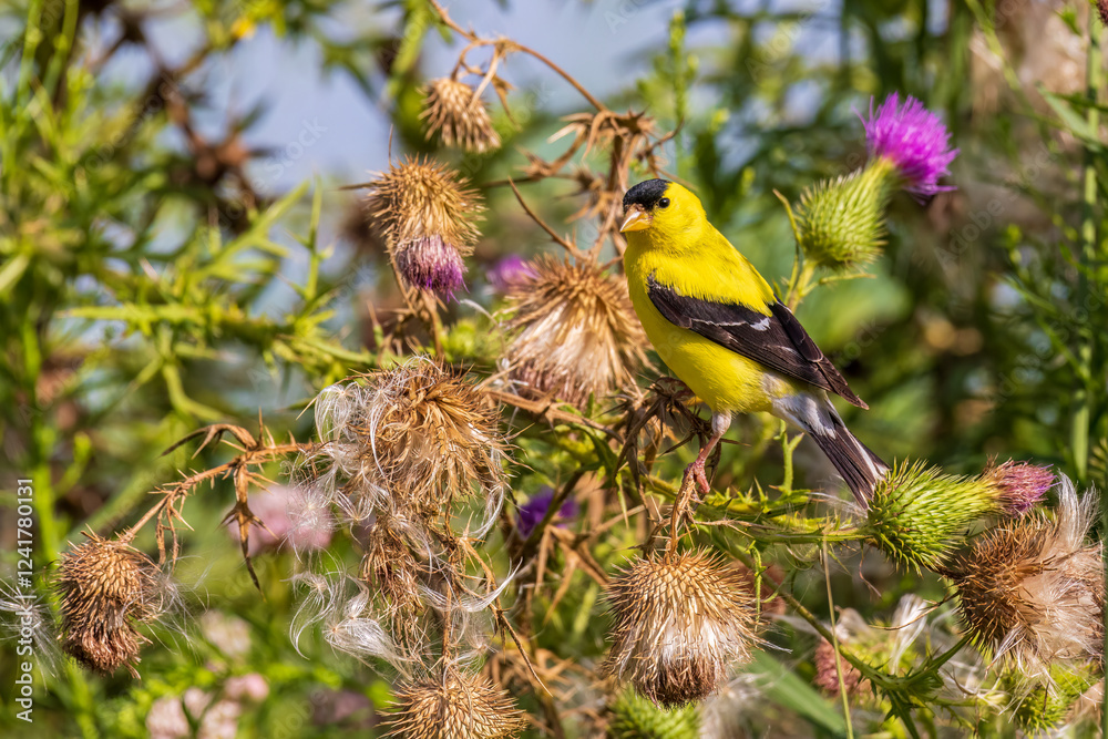 American Goldfinch male on bull thistle, Marion County, Illinois. American Goldfinch male on bull thistle, Marion County, Illinois.