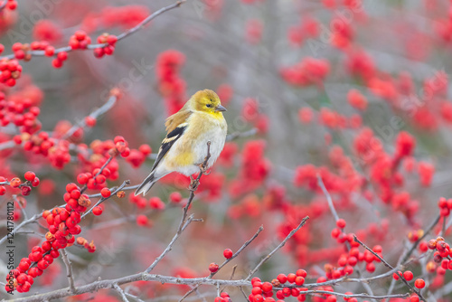 American Goldfinch in winter plumage in Winterberry bush, Marion County, Illinois. photo
