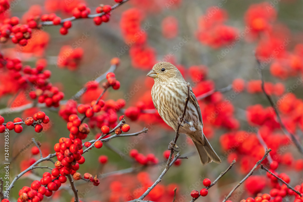 House Finch female in Winterberry bush, Marion County, Illinois.