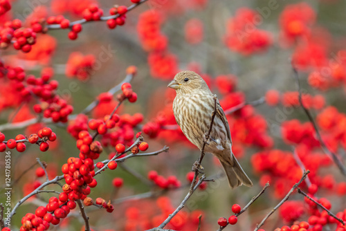 Obraz na płótnie House Finch female in Winterberry bush, Marion County, Illinois. w salonie