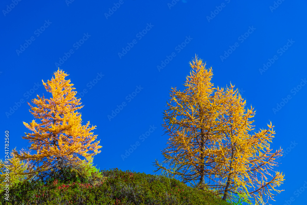 autumnal mountain landscape inside the Alpe Devero, Val D'Ossola, Verbania, Italia autumnal mountain landscape inside the Alpe Devero, Val D'Ossola, Verbania, Italia