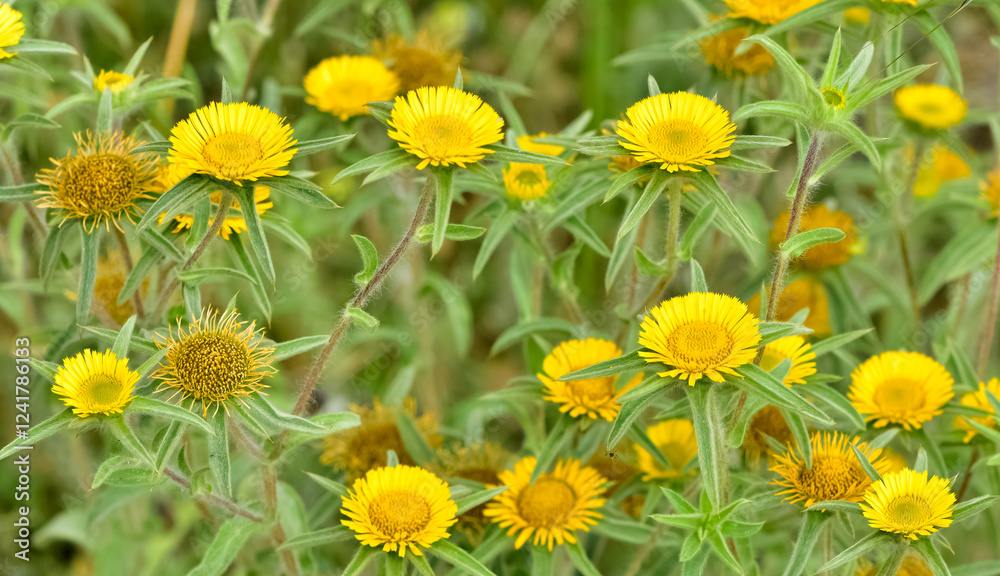 wild plants. self-growing yellow flowers in nature. wild plants. self-growing yellow flowers in nature.