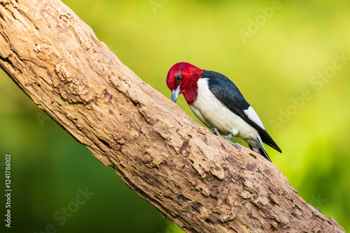 Red-headed Woodpecker on dead tree, Marion County, Illinois.