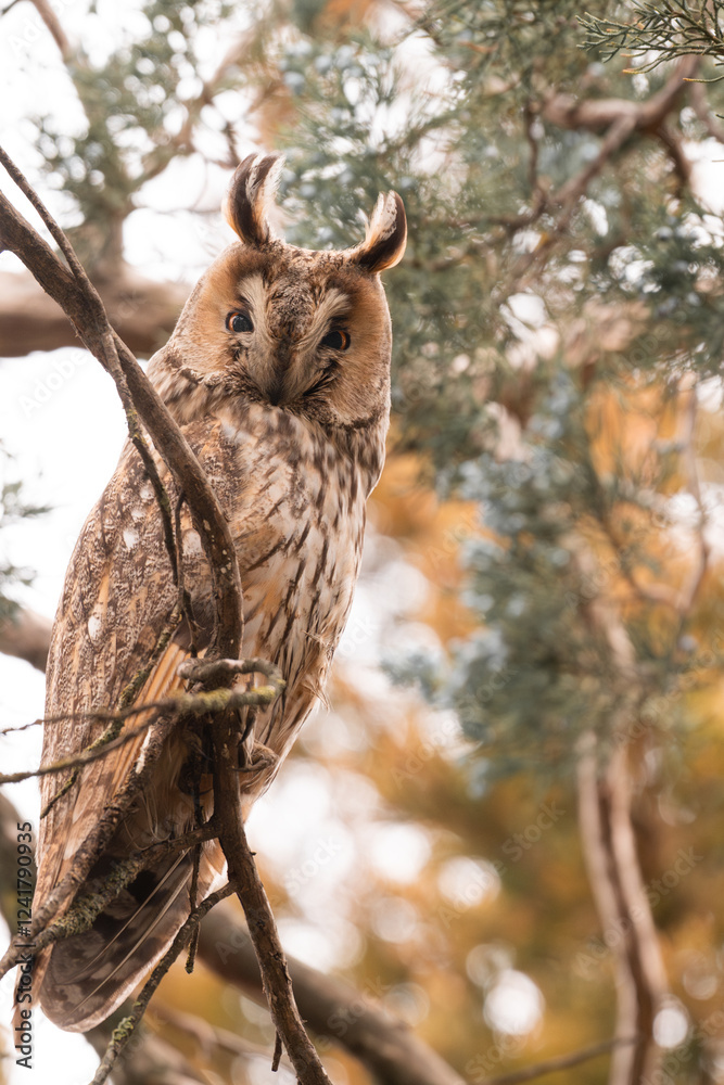 Fototapeta premium Long eared owl camouflaged in the tree