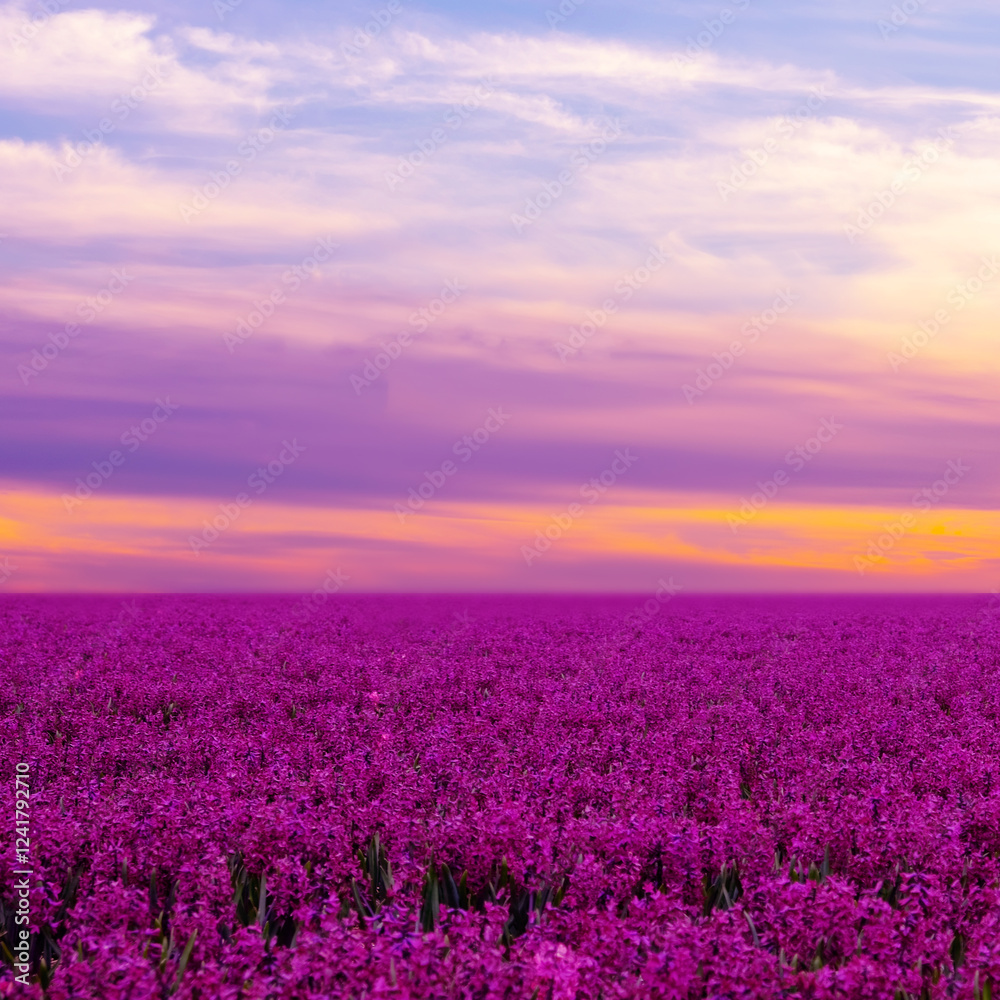 Obraz premium Spring flower field at sunset in the Netherlands with rich purple hyacinths. Banner. Floral background.