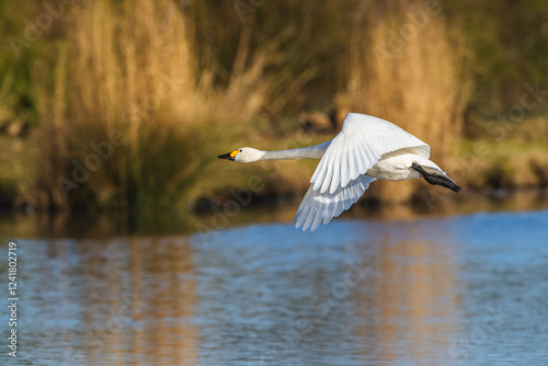 Tundra Swan, Bewick's Swan, Cygnus columbianus at winter in Slimbridge Mashes, England photo