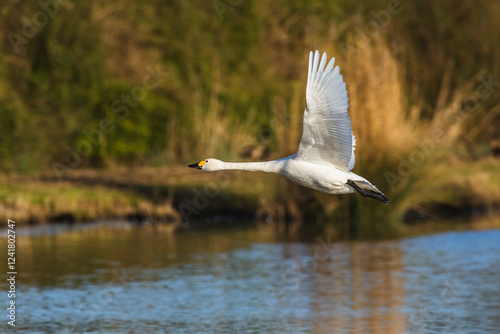 Tundra Swan, Bewick's Swan, Cygnus columbianus at winter in Slimbridge Mashes, England photo