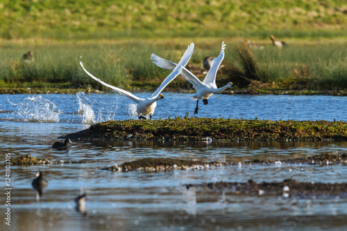 Tundra Swan, Bewick's Swan, Cygnus columbianus in flight at winter in Slimbridge, England photo