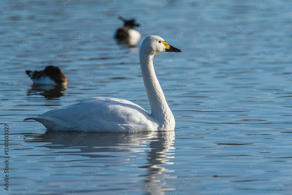 Tundra Swan, Bewick's Swan, Cygnus columbianus at winter in Slimbridge Mashes, England