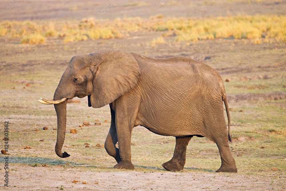 Fototapeta premium Elefant beim gehen