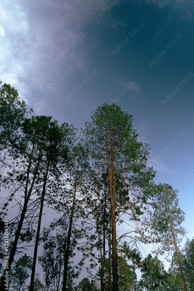 Obraz premium Bosque en Hidalgo