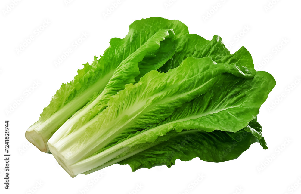 Lettuce leaves. Fresh romaine lettuce on a white background. Lettuce leaves. Fresh romaine lettuce on a white background.
