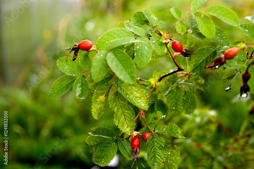 Red briar berries on a branch cluseup