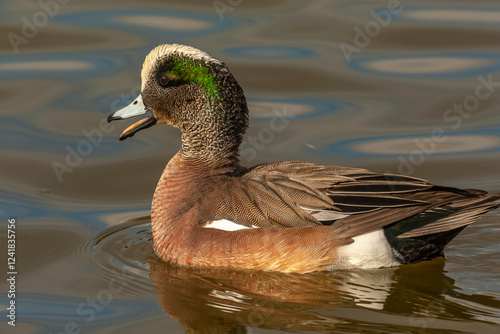 USA, New Mexico, Socorro County. Close-up of American wigeon drake in water.