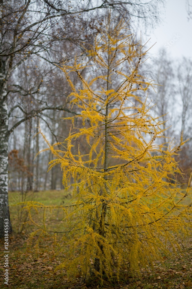 Fototapeta premium Larch tree in its full autumn glory, with golden yellow needles.