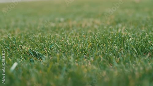 loop video background grass day level blur flower leaf field summer season trimmed lawn green concept neatly view ground nature wild care spring sunny natural landscape fresh park garden yard