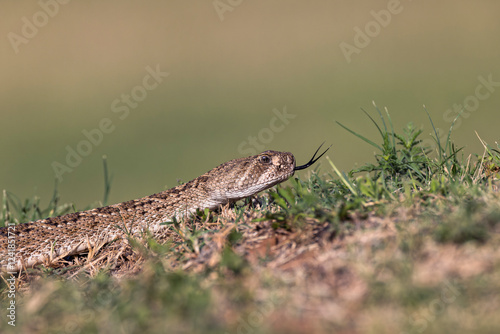 Western diamondback rattlesnake or Texas diamond-back, Rio Grande Valley, Texas