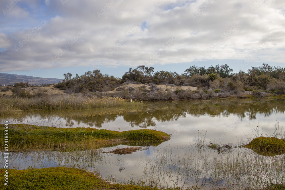 La Charca de Maspalomas - A Birdwatcher's Paradise in Gran Canaria