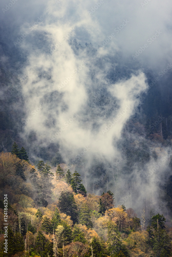 Mist rising from tapestry of blooming trees in spring, Great Smoky Mountains National Park, North Carolina Mist rising from tapestry of blooming trees in spring, Great Smoky Mountains National Park, North Carolina