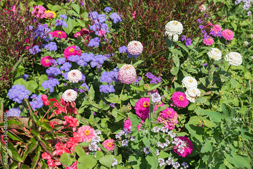 colorful flowerbed at park Bordeauxplatz, with pink zinnias and purple ageratum