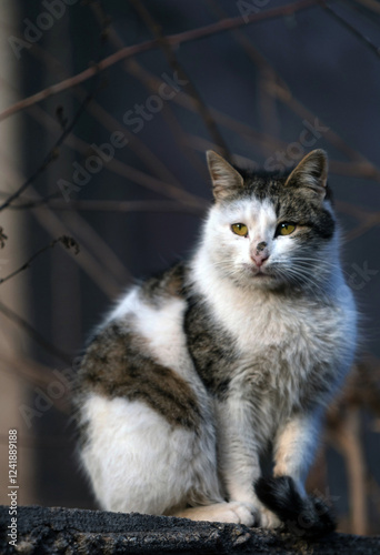 Wandering Soul: Portrait of a Gray and White Stray Cat photo