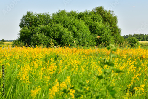 Glade with blooming yellow bedstraw and trees, Russia photo