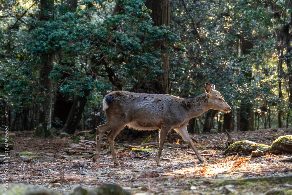Fototapeta premium feeding the wild deer in Nara, Japan