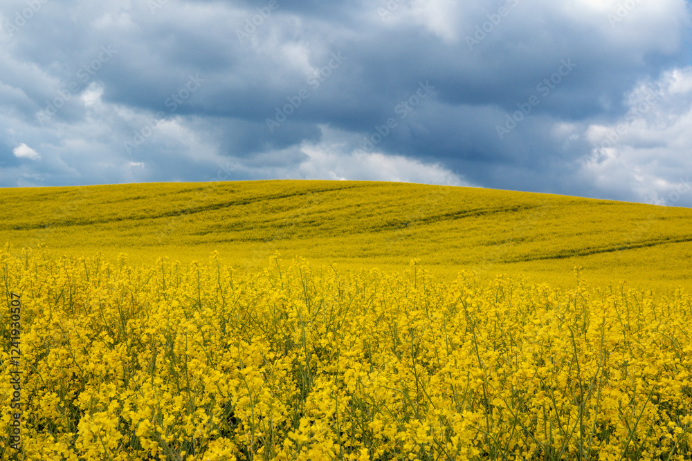 yellow rapeseed field against blue sky with clouds yellow rapeseed field against blue sky with clouds