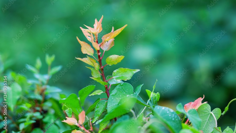 Fresh green leaves emerge in a tranquil garden setting during early morning light Fresh green leaves emerge in a tranquil garden setting during early morning light