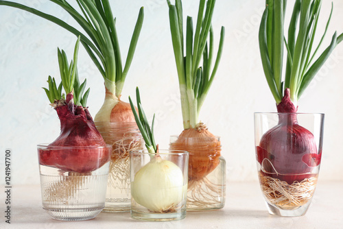 Glass jars with cultivated ...
