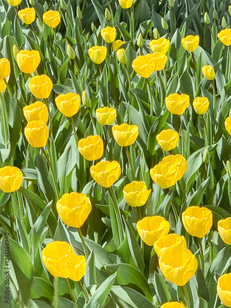 Obraz premium field of yellow tulips