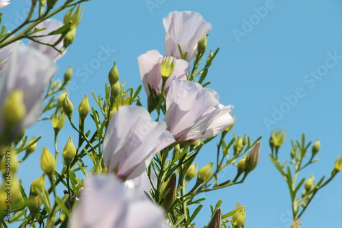 white spring flowers on blue sky