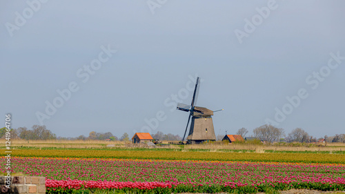 Selective focus rows of multicolor flowers field with blurred windmills as background, Tulips are a genus of spring-blooming perennial herbaceous bulbiferous geophytes, Tulip festival in Netherlands. photo