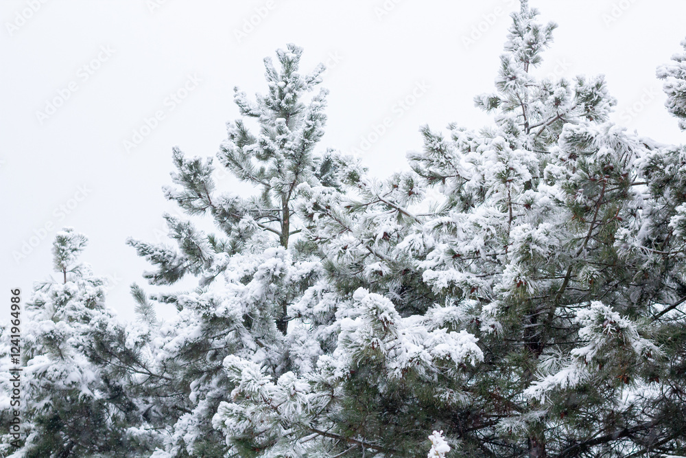 Snow-covered tree branch at sunset. Snowy forest. Snow-covered tree branch at sunset. Snowy forest.