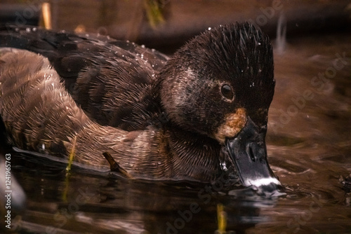 Female Ring Necked Duck Swimming On Snowy Day 3 photo