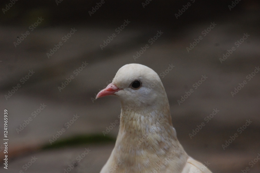 Obraz premium White home pigeon or dove walking on the ground.