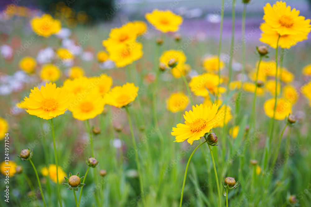 Coreopsis lanceolata, Lanceleaf Tickseed or Maiden eye on meadow, field blooming in summer. Nature, plant, floral background. Garden, lawn of yellow flowers lance leaved Coreopsis in bloom Coreopsis lanceolata, Lanceleaf Tickseed or Maiden eye on meadow, field blooming in summer. Nature, plant, floral background. Garden, lawn of yellow flowers lance leaved Coreopsis in bloom