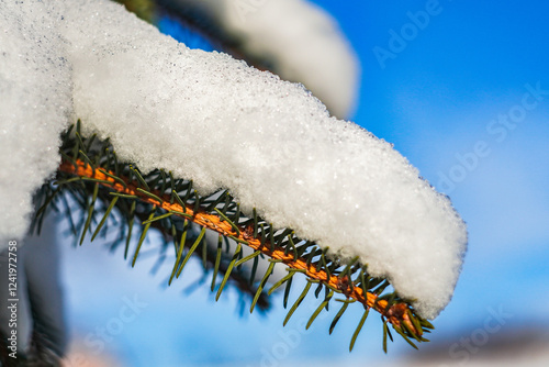 Śnieg makro zima  drzewo gałąź igły  photo