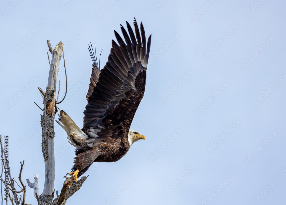 Fototapeta premium American bald eagle perched on tree 