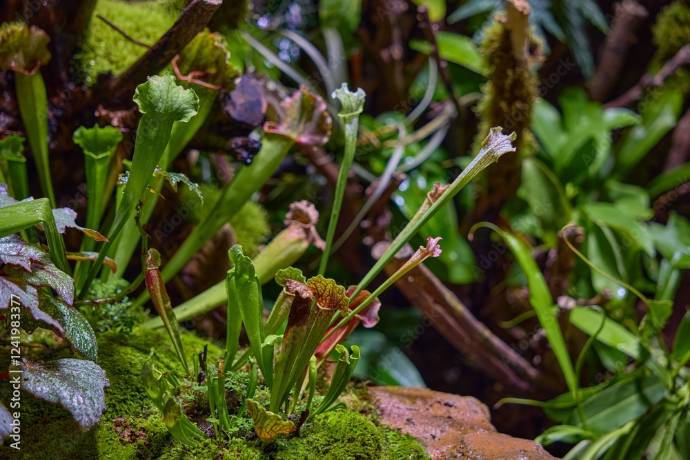 Carnivorous plants thrive in lush habitat full of vibrant greenery during bright daylight Carnivorous plants thrive in lush habitat full of vibrant greenery during bright daylight