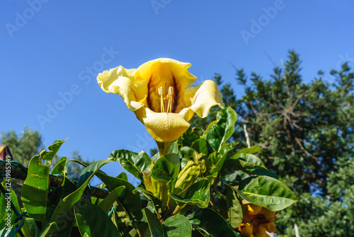 Solandra maxima or Yellow cup of Gold, flower with vibrant yellow petals and deep purple veins. photo