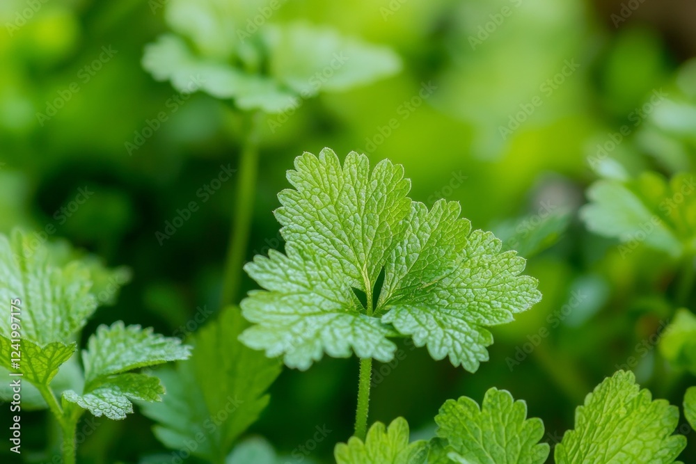 Close-up view of vibrant green leaves thriving within lush foliage, highlighting nature's beauty and the dynamic growth of healthy vegetation in a flourishing ecosystem Close-up view of vibrant green leaves thriving within lush foliage, highlighting nature's beauty and the dynamic growth of healthy vegetation in a flourishing ecosystem