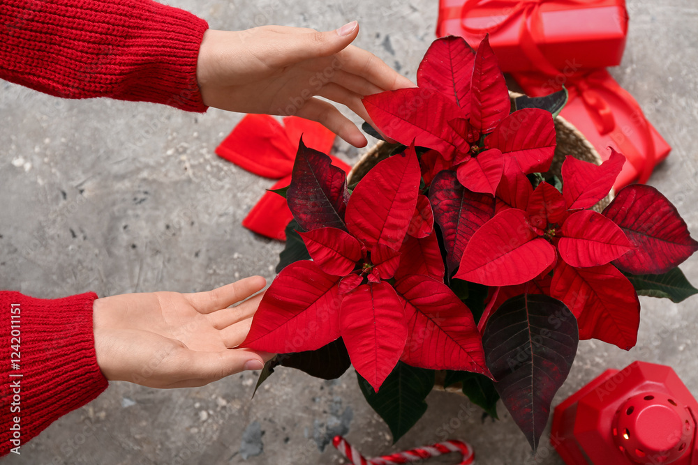 Fototapeta premium Female hands with Christmas plant poinsettia and gift boxes on grey background