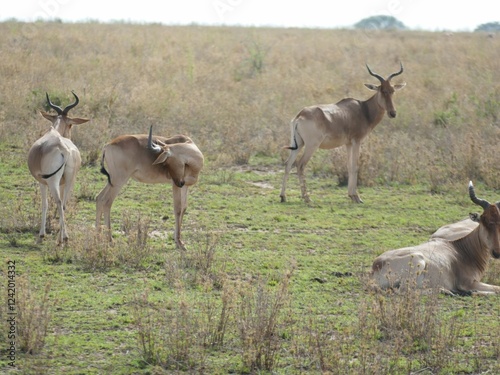 Herd of red hartebeest relaxing in the savanna photo